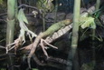 Chicago - Reptil im John G Shedd Aquarium