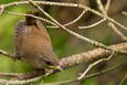Vogelbaby auf Ast