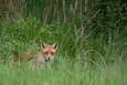 Fuchs auf Lauer