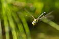 Libelle im Anflug