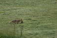 Fuchs als Eichhörnchen als Beute