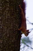 Eichhörnchen klettert den Baum herab