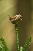 Vogel auf Baumkrone