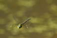 Libelle im Anflug