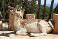 Zakynthos - Askos Steinpark Reh